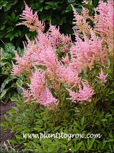 Astilbe Rheilander has clear pink flowers.